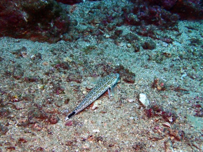 Parapercis hexophtalma