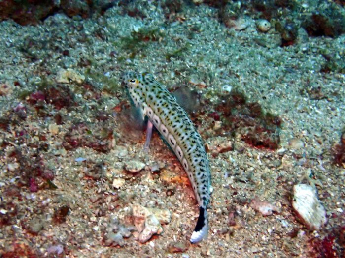 Parapercis hexophtalma