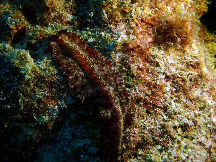 Pseudobiceros bedfordi