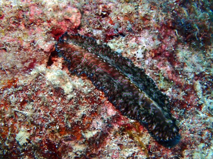 Pseudobiceros bedfordi
