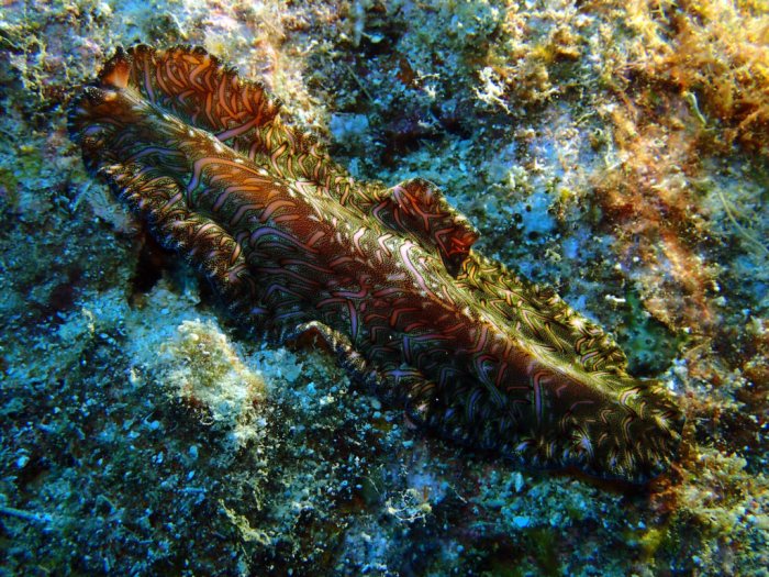 Pseudobiceros bedfordi