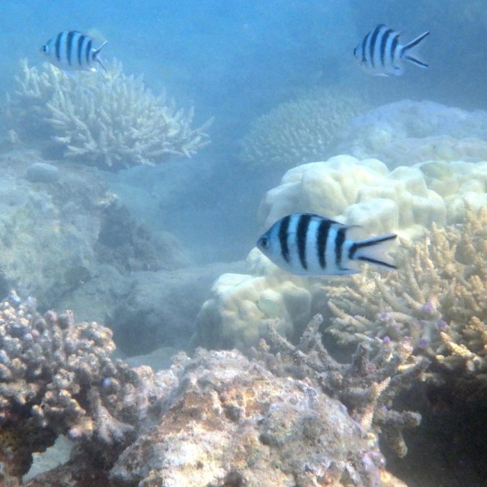 Abudefduf sexfasciatus