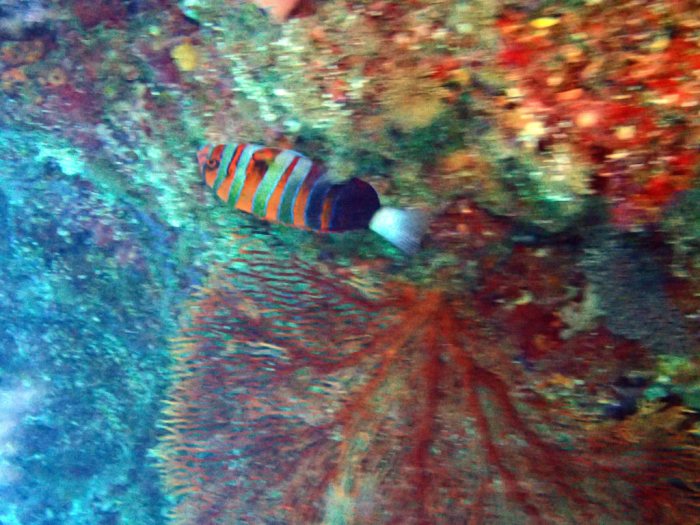 Choerodon fasciatus