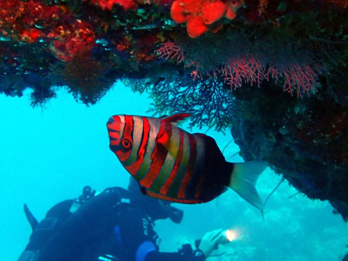 Choerodon fasciatus