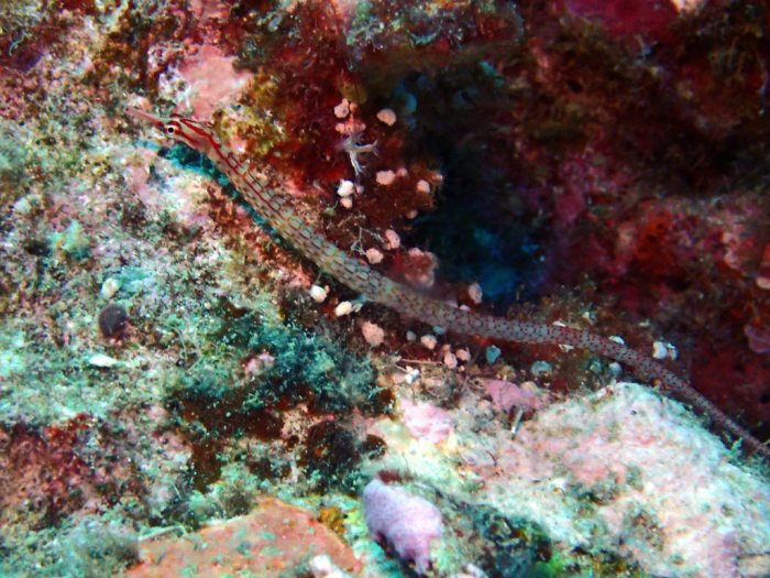 Corythoichthys nigripectus