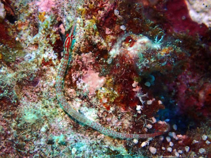 Corythoichthys nigripectus