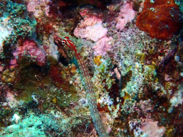 Corythoichthys nigripectus