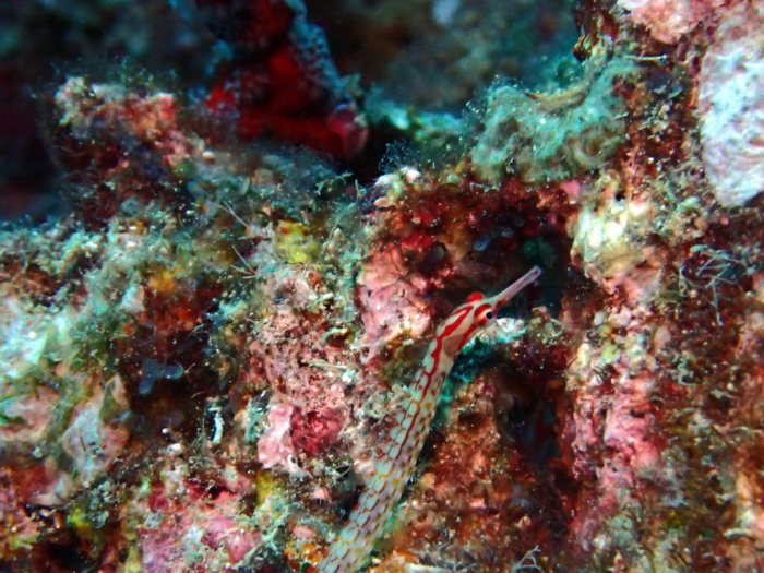 Corythoichthys nigripectus