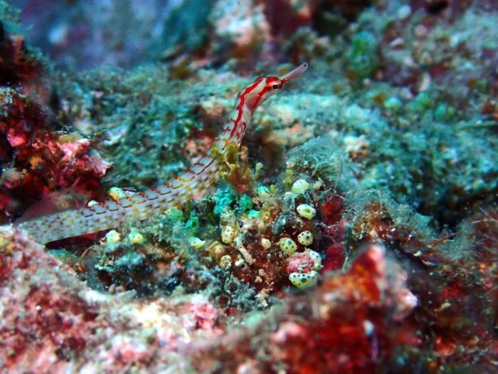 Corythoichthys nigripectus