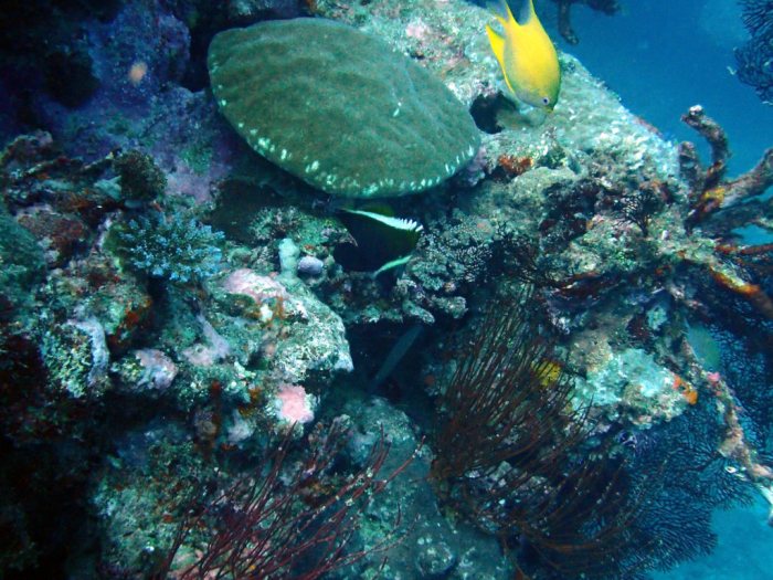 Heniochus varius