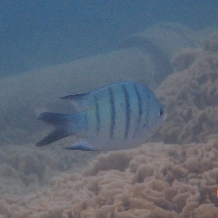 Abudefduf whitleyi