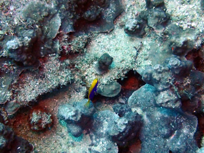 Chrysiptera starcki