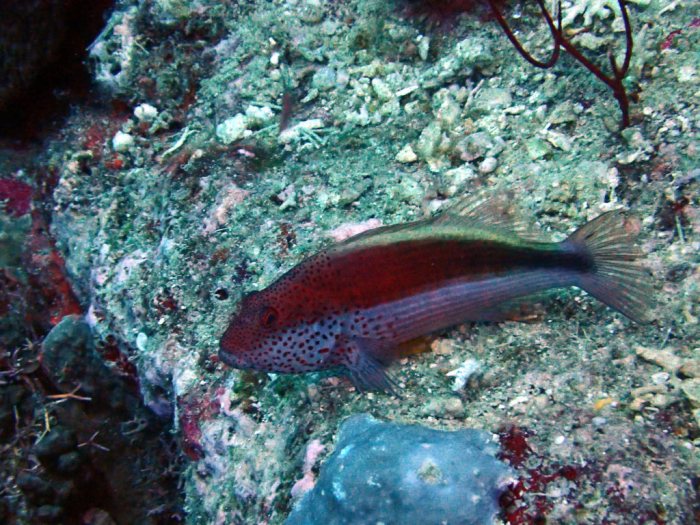 Paracirrhites forsteri