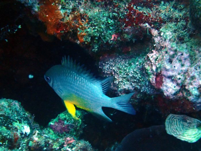 Amblyglyphidodon orbicularis
