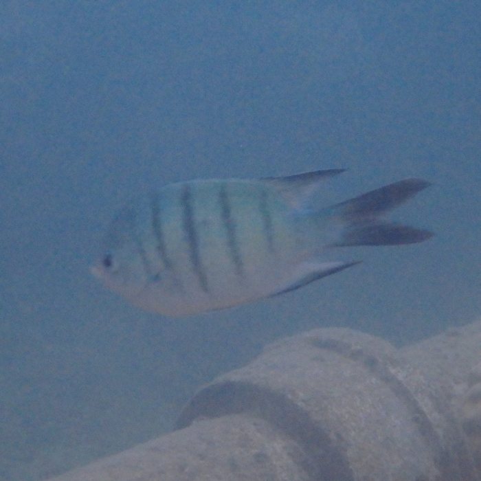 Abudefduf whitleyi