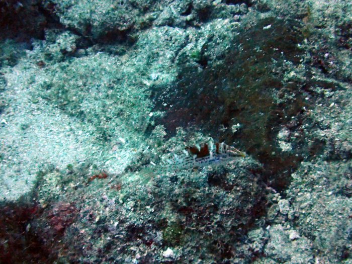 Coris batuensis