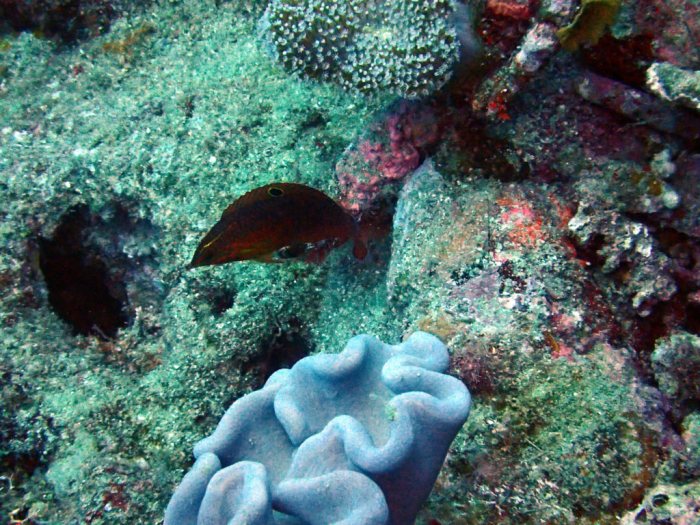 Halichoeres biocellatus