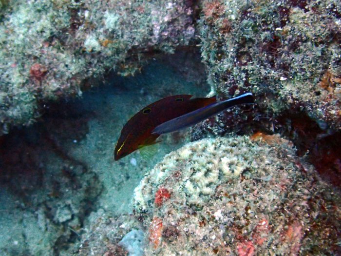 Halichoeres biocellatus