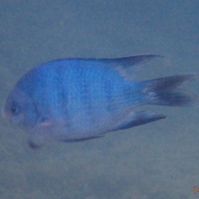 Abudefduf whitleyi