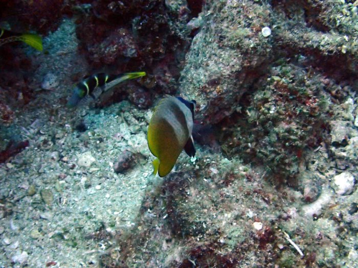 Chaetodon kleinii