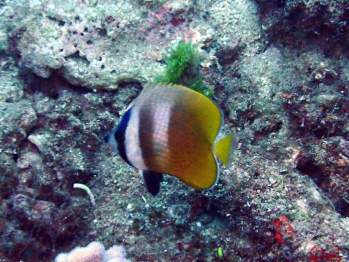 Chaetodon kleinii