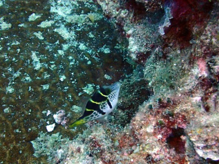 Paraluteres prionurus