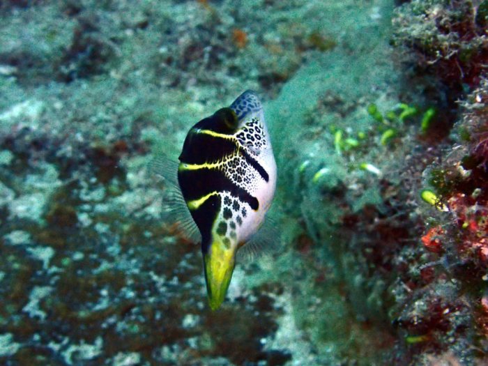 Paraluteres prionurus