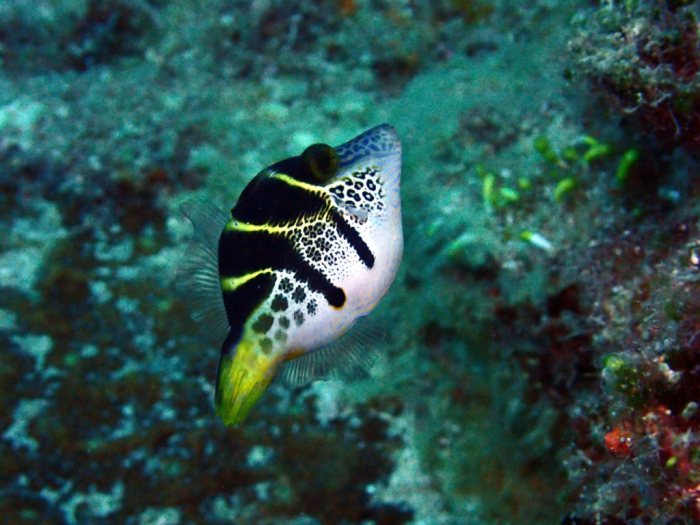 Paraluteres prionurus