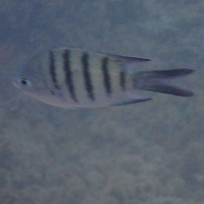 Abudefduf whitleyi