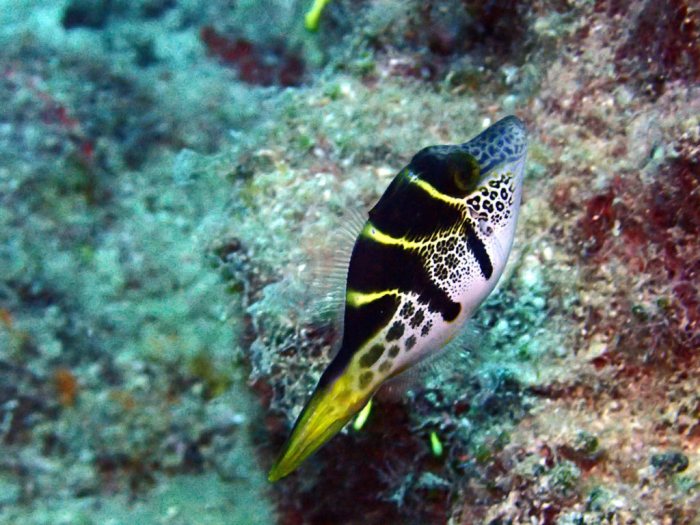 Paraluteres prionurus