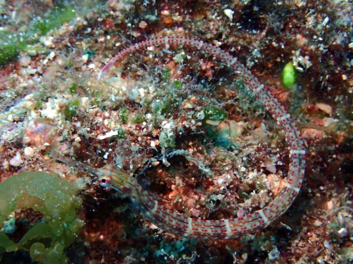 Corythoichthys sp. 2