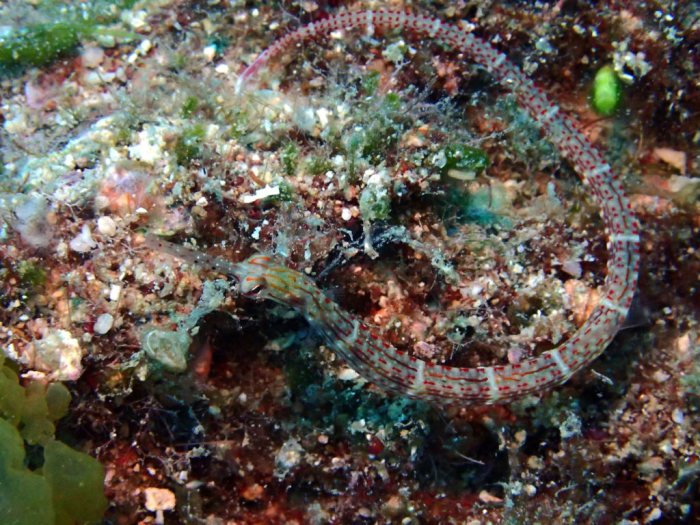Corythoichthys sp. 2