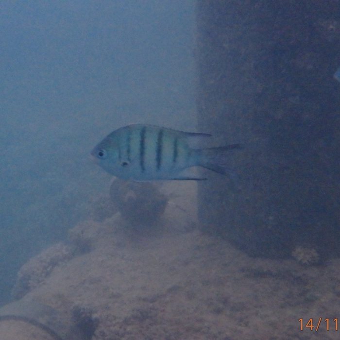 Abudefduf whitleyi