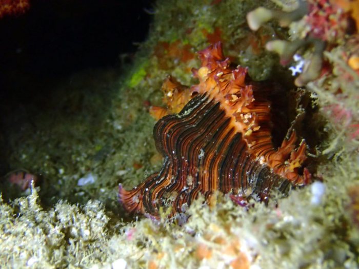 Mollusques