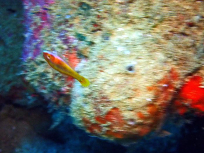 Poissons osseux