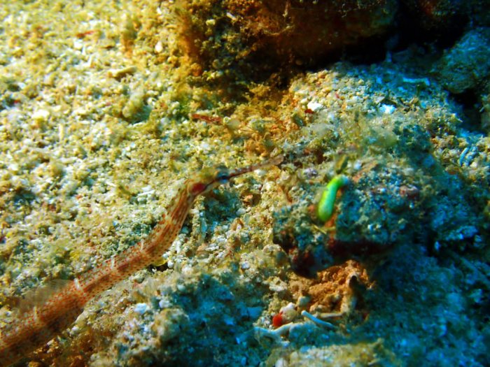 Corythoichthys sp. 2