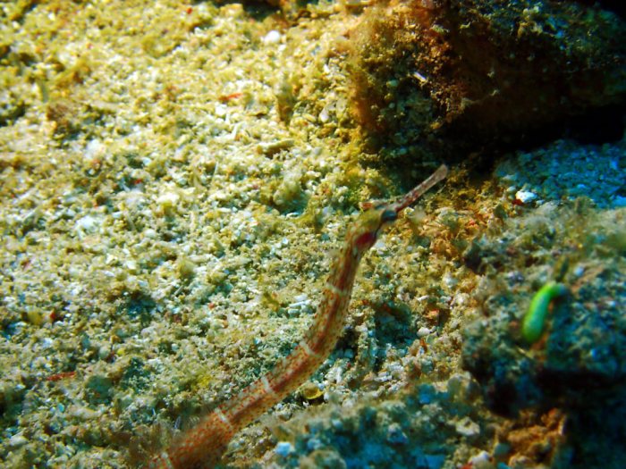 Corythoichthys sp. 2
