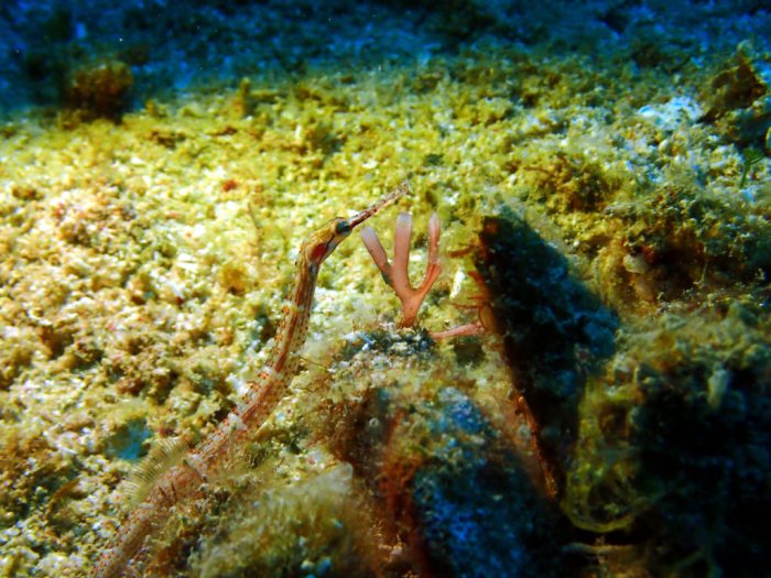 Corythoichthys sp. 2