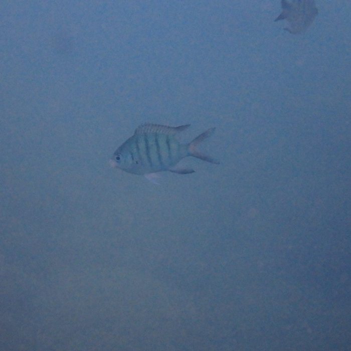 Abudefduf whitleyi