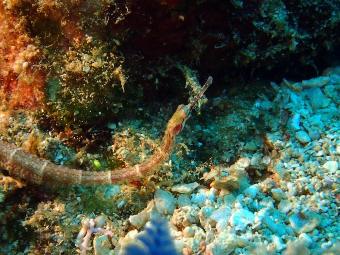 Corythoichthys sp. 2