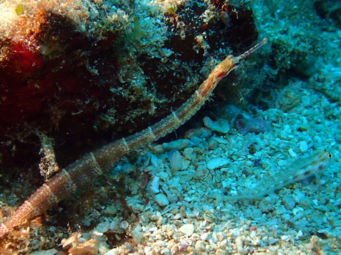 Corythoichthys sp. 2
