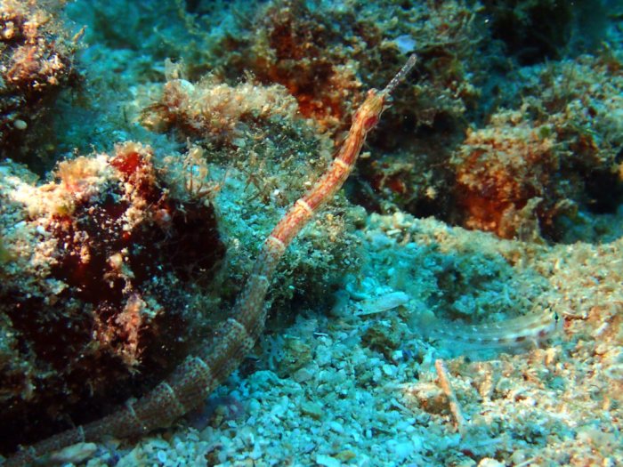 Corythoichthys sp. 2