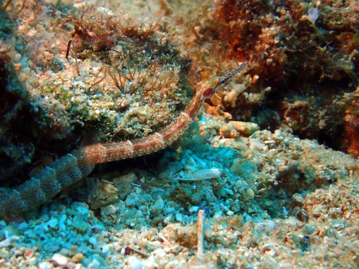 Corythoichthys sp. 2