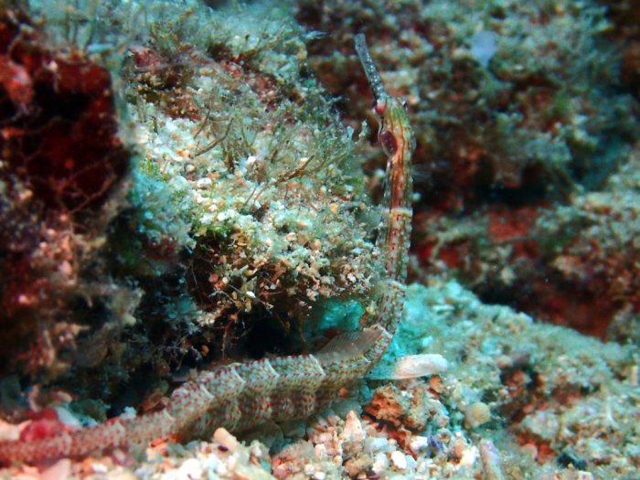 Corythoichthys sp. 2