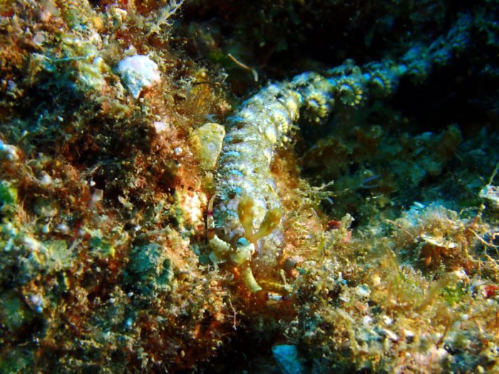 Pteraeolidia ianthina
