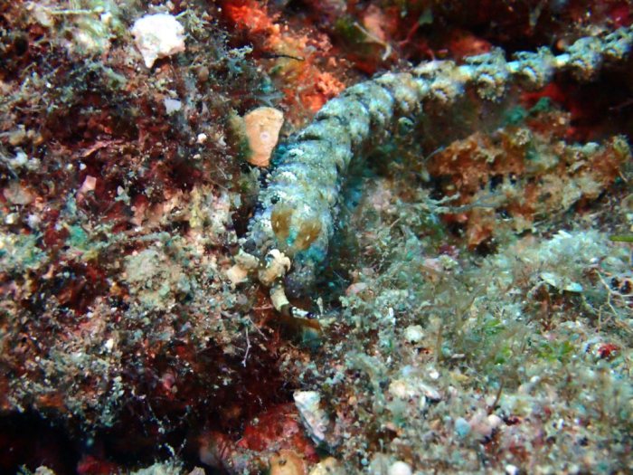 Pteraeolidia ianthina