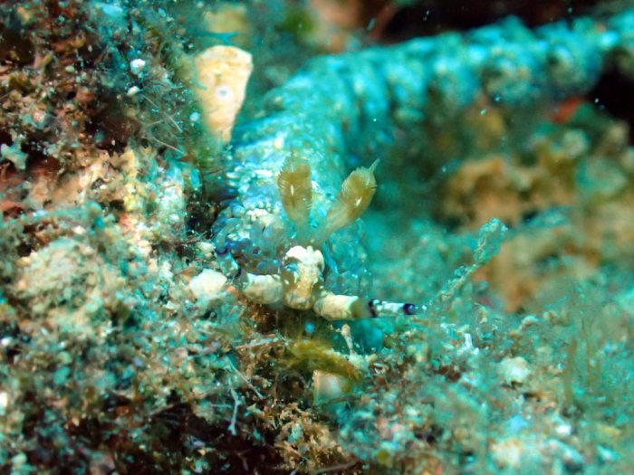 Pteraeolidia ianthina