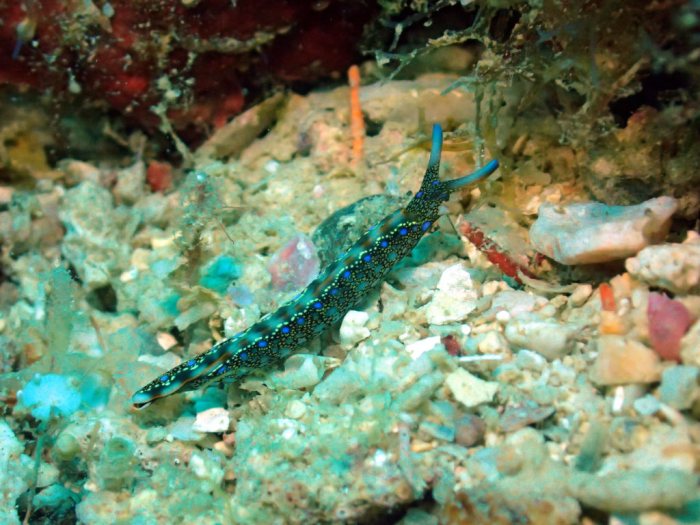 Thuridilla sp.