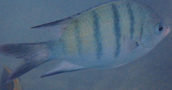 Abudefduf whitleyi