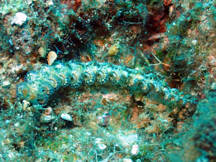Pteraeolidia ianthina